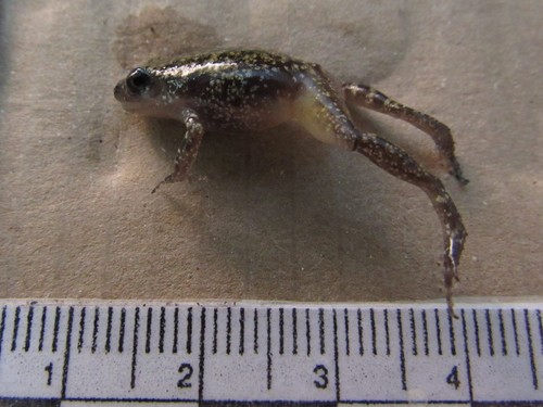 Spotted Chirping Frog, Eleutherodactylus guttilatus