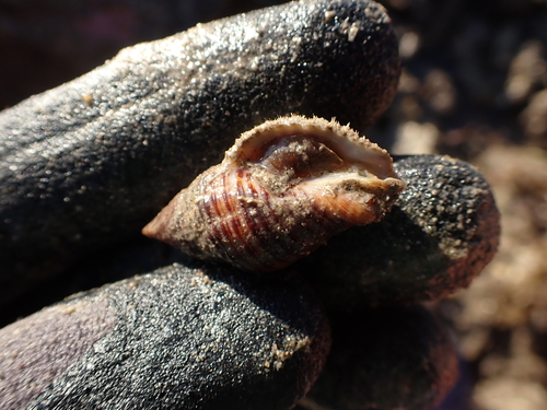 Cantharus fumosus observed 2026-08-13
