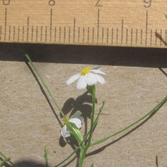 Chaetopappa bellidifolia