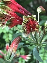 Alstroemeria aurea