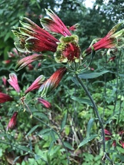 Alstroemeria aurea