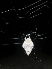 Eriophora edax