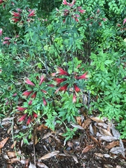 Alstroemeria aurea