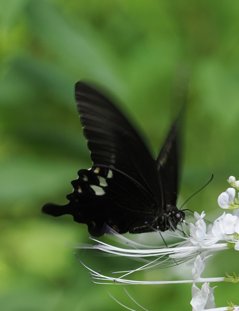 Canopus Swallowtail (Papilio fuscus)