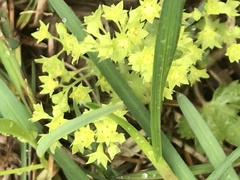 Alchemilla micans
