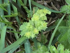 Alchemilla micans