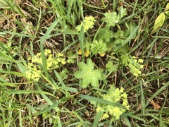 Alchemilla micans