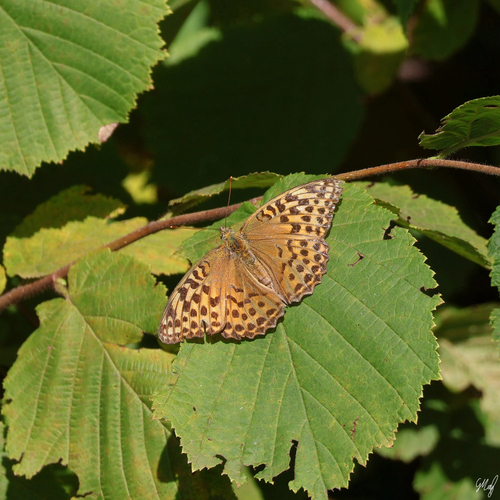 Silver-washed Fritillary