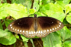 Papilio dravidarum