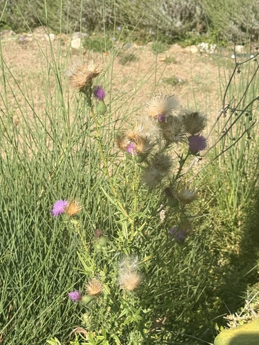 Bull Thistle