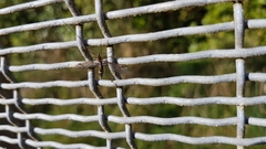 Leptotarsus cubitalis