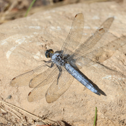 Southern Skimmer