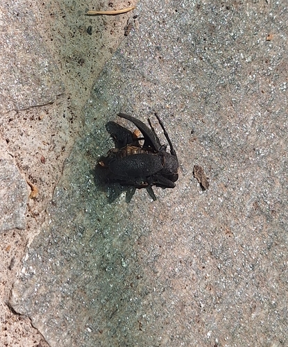 Weaver beetle