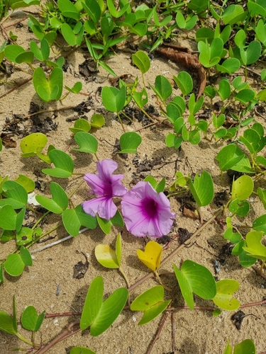 Beach Morning Glory