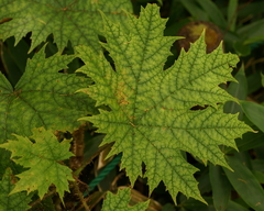 Oplopanax japonicus