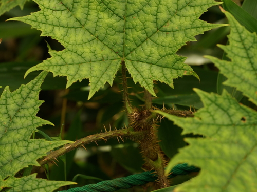 Oplopanax japonicus, photograph 1