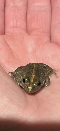 Spotted Marsh Frog