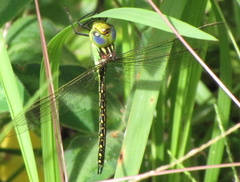 Austrogynacantha heterogena