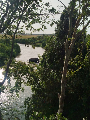 Sri Lankan Elephant