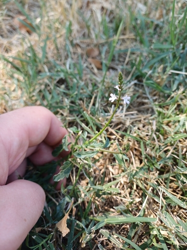 Common vervain