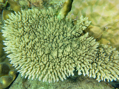 Acropora willisae