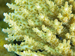 Acropora willisae