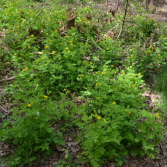 Chelidonium majus