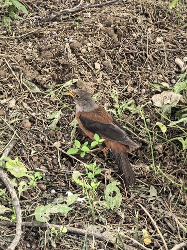 Chestnut Thrush