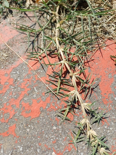 Bermuda grass