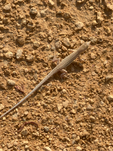 Arabian Small-spotted Lizard