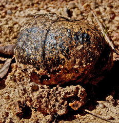 Pisolithus marmoratus