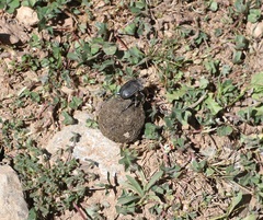 Scarabaeus laticollis