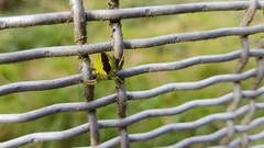 Colaranea melanoviridis