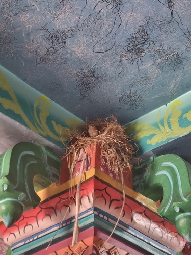 House Sparrow