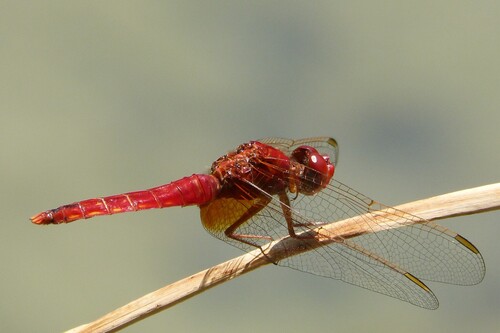 Broad Scarlet