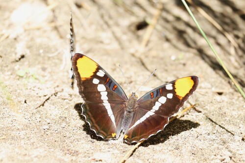 iNaturalist observation photo of California Sister