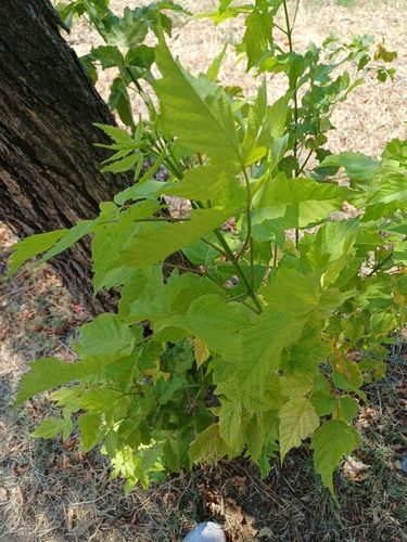 box elder