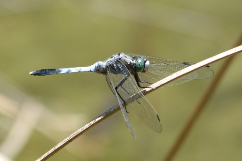 White-tailed Skimmer