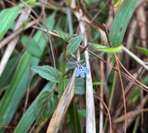 Lobelia heyneana observed 2026-08-17