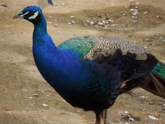 Pavo cristatus