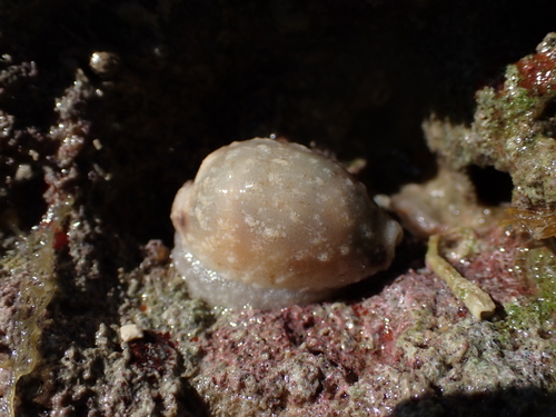 Cypraea hirundo observed 2026-08-10