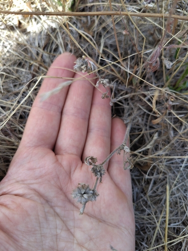 Trifolium striatum observed 2026-08-18
