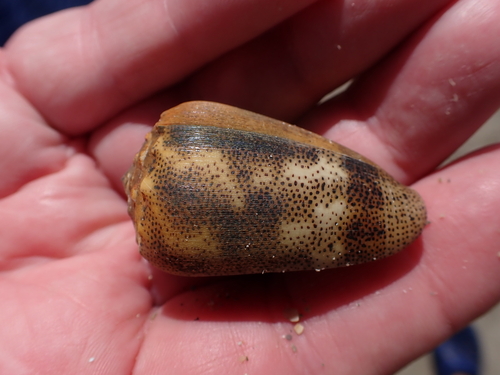 Conus arenatus observed 2026-08-10
