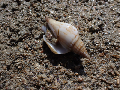 Strombus campbelli, 2026-08-10