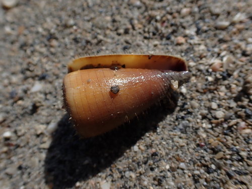 Conus planorbis observed 2026-08-10