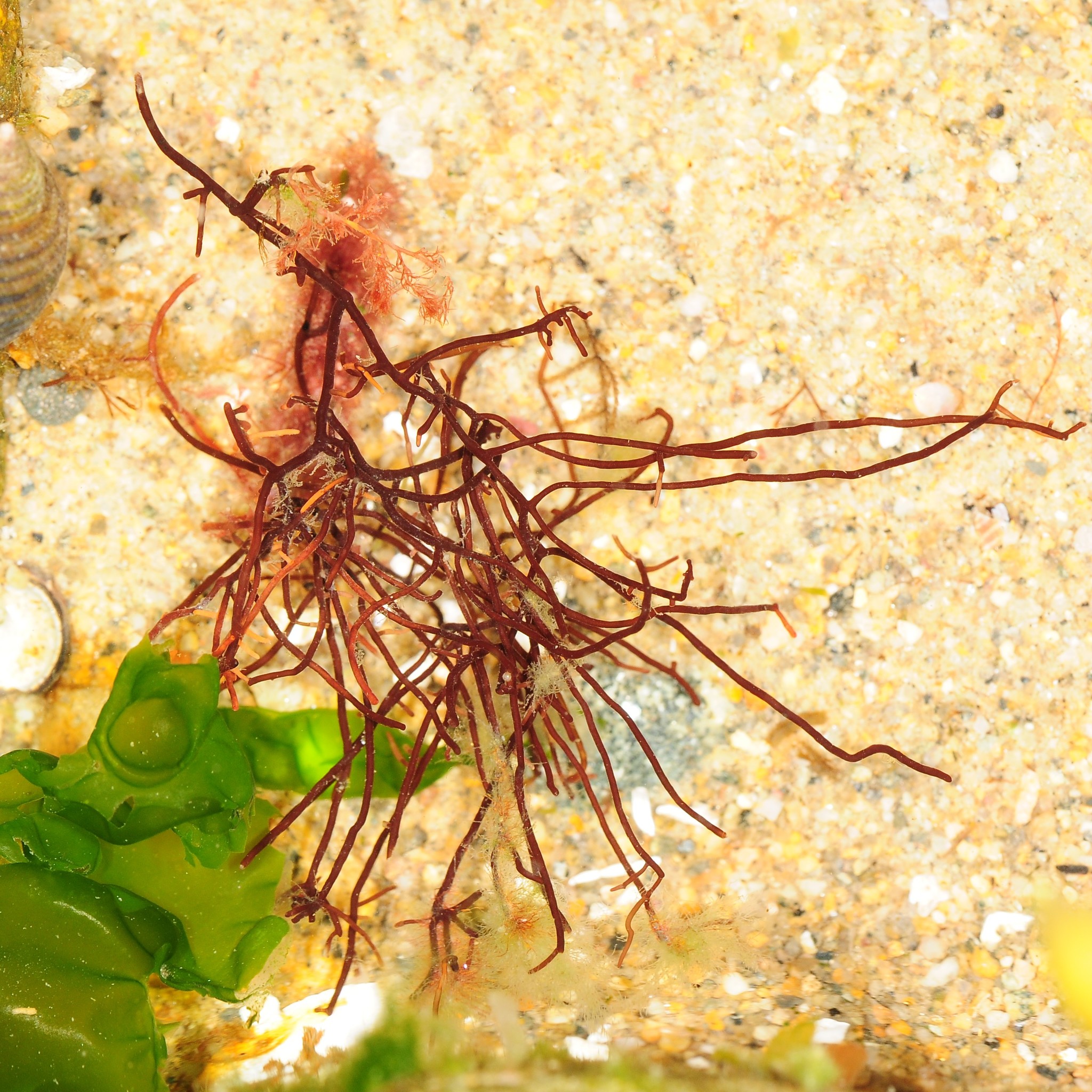 Ahnfeltia plicata