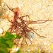 Ahnfeltia plicata - Photo 由 Jason M Crockwell 所上傳的 (c) Jason M Crockwell，保留部份權利CC BY-NC-ND