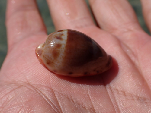 Cypraea walkeri observed 2026-08-11
