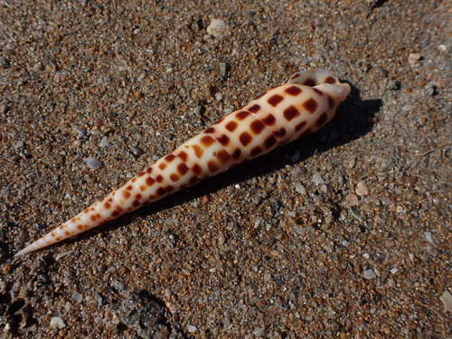 Terebra areolata observed 2026-08-11