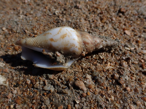 Strombus vittatus vittatus, 2026-08-11